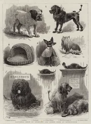 Nationale Ausstellung von Sport- und anderen Hunden in Birmingham